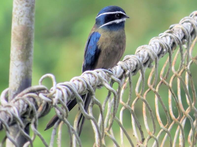 Whiskered Treeswift, 照片 3