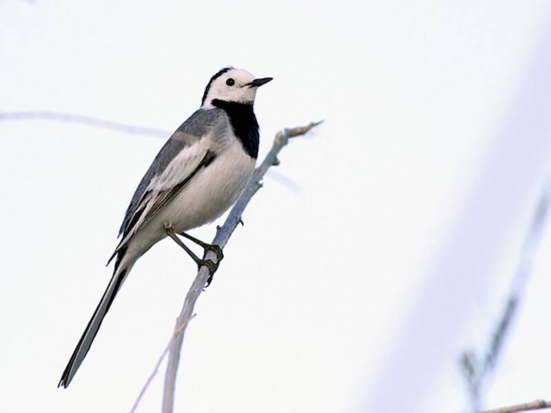 White Wagtail (Motacilla alba)
