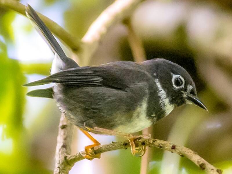Whistling Warbler, Photos 3