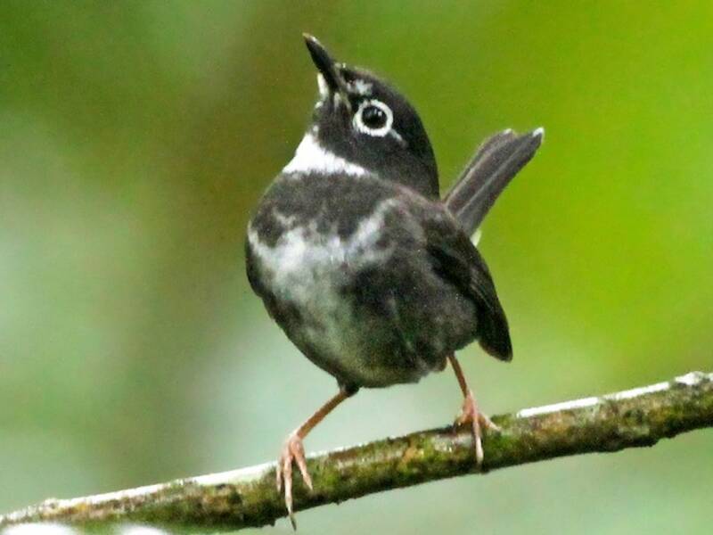 Whistling Warbler, Photos 2