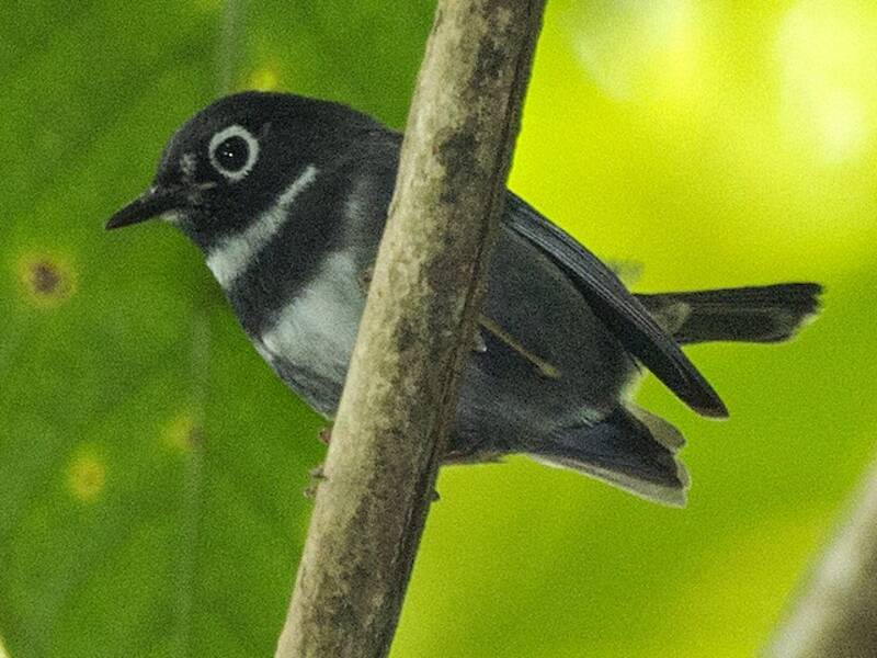 Whistling Warbler
