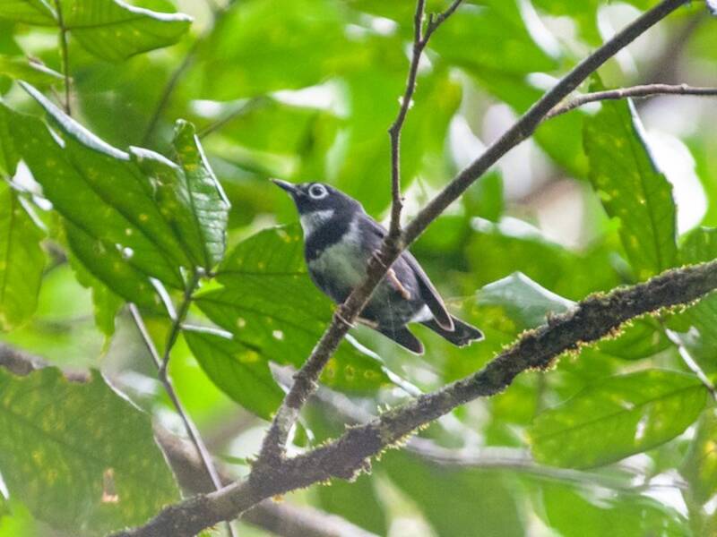 Whistling Warbler, Photos 4