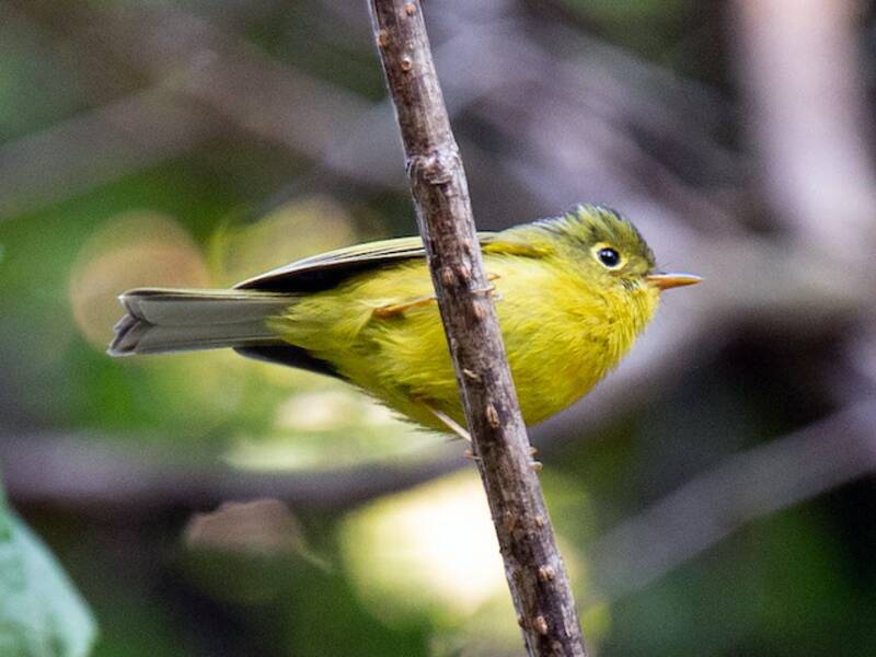 Whistler's Warbler