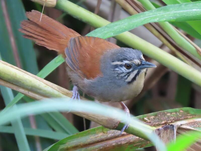 Whiskered Wren, Photos 4
