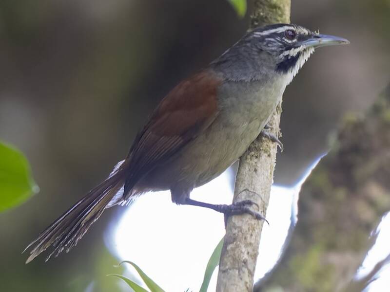 Whiskered Wren, Photos 3