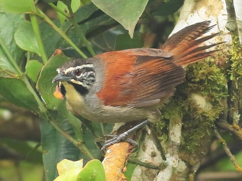 Whiskered Wren, Photos 2
