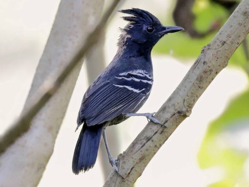 White-lined Antbird, Photos 4