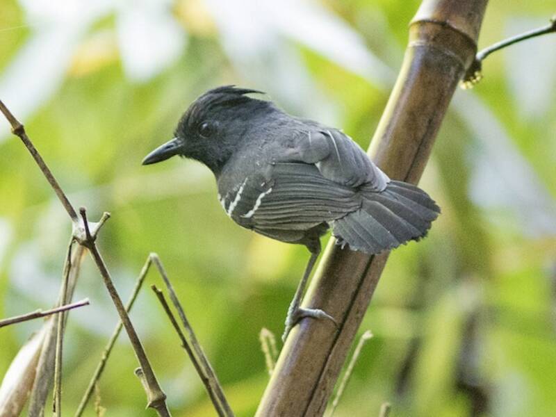 White-lined Antbird, Photos 3