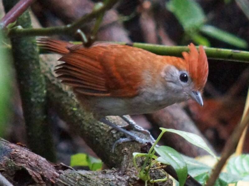 White-lined Antbird, Photos 2
