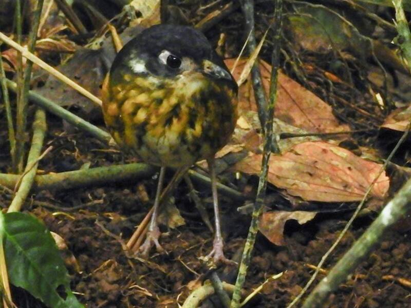 White-lored Antpitta