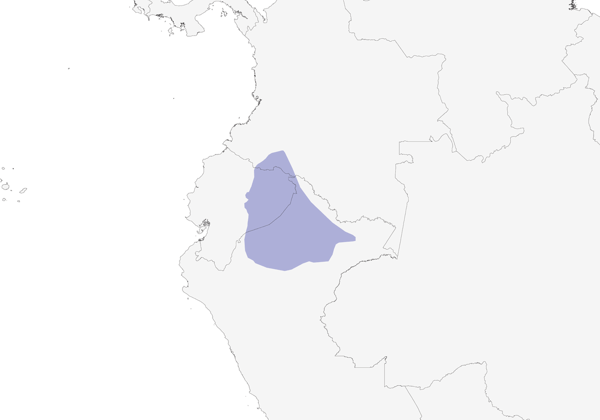 Tororoi pechiblanco, Distribución 1