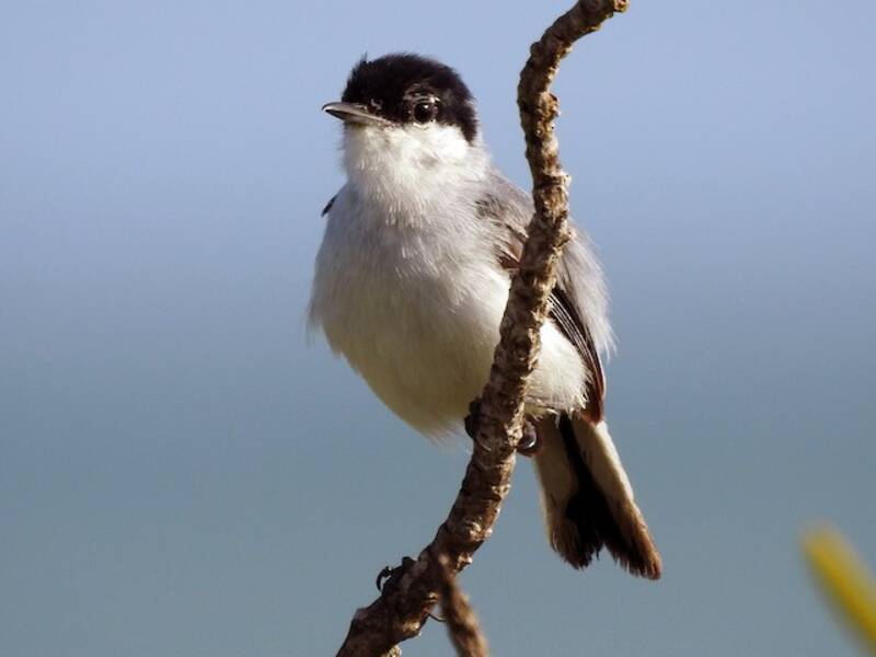Yucatan Gnatcatcher, 照片 3