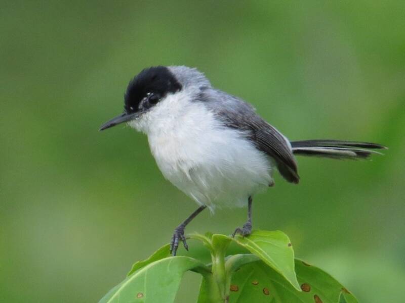 Yucatan Gnatcatcher, 照片 4