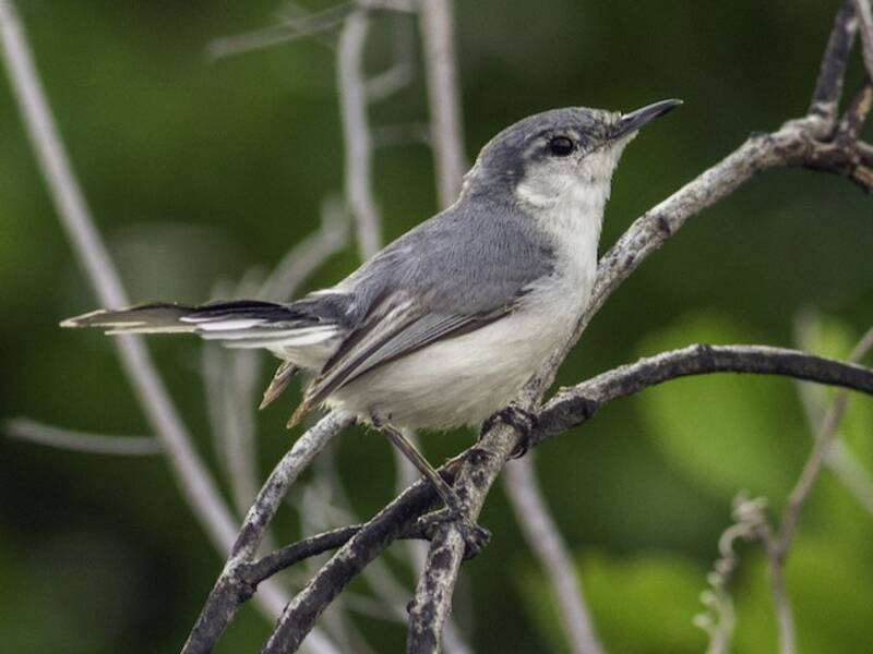 Yucatan Gnatcatcher, 照片 2