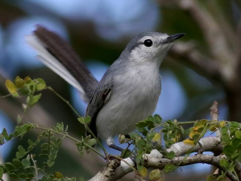 Yucatan Gnatcatcher
