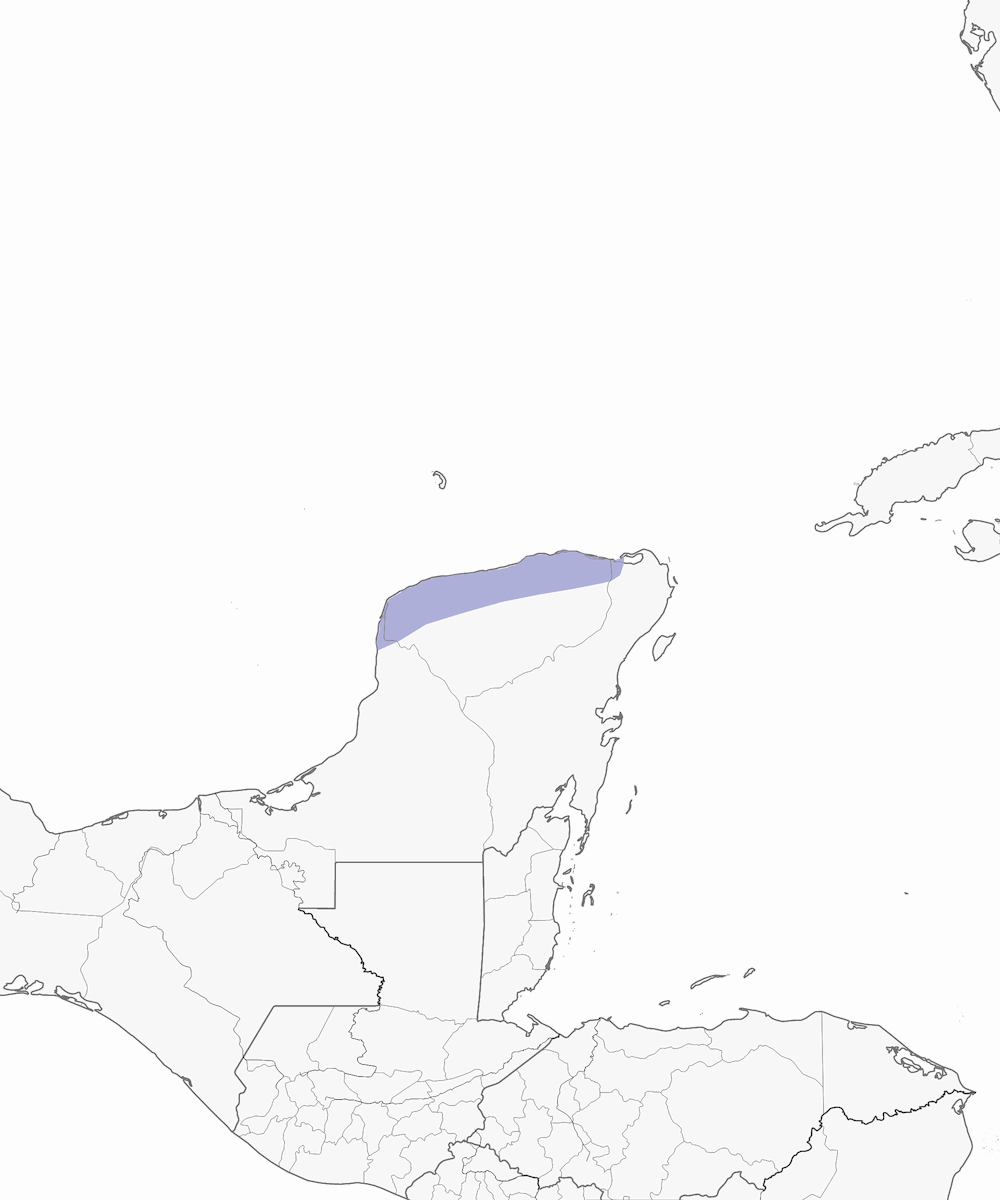 Yucatan Gnatcatcher, 分布 1
