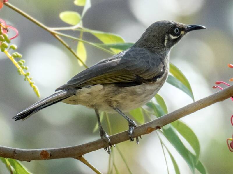 White-lined Honeyeater
