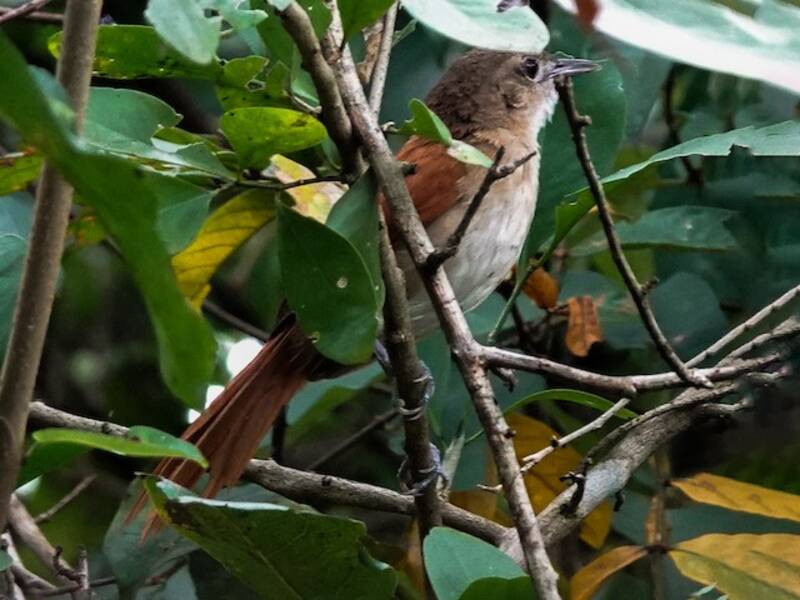 Synallaxe de l'Araguaia, Photos 4