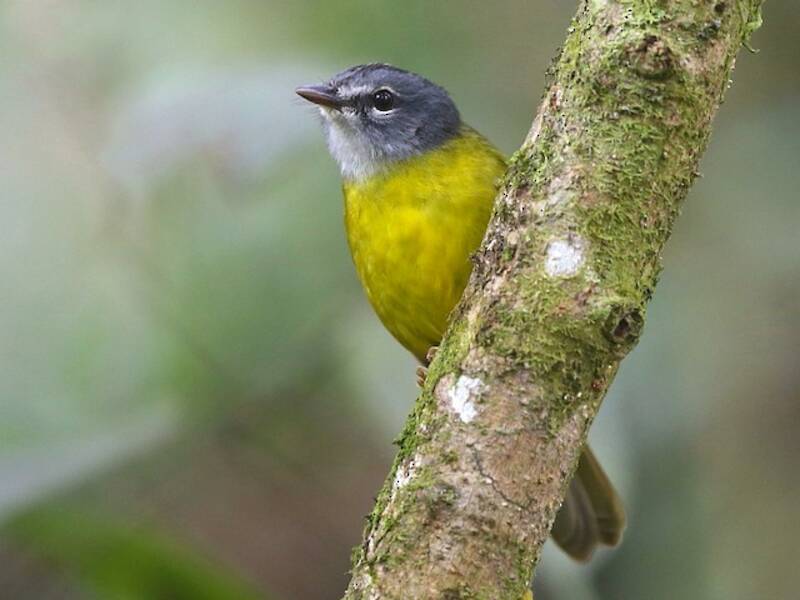 White-lored Warbler, Photos 4