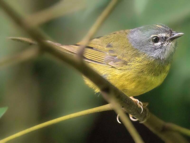 White-lored Warbler, Photos 2