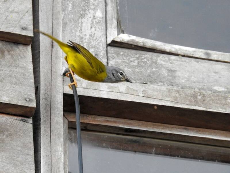 White-lored Warbler, Photos 3