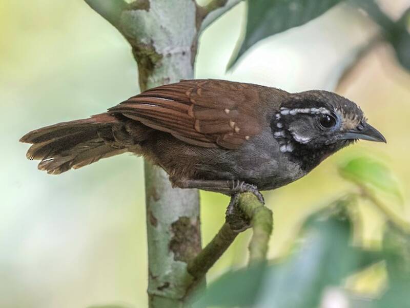 White-necked Babbler