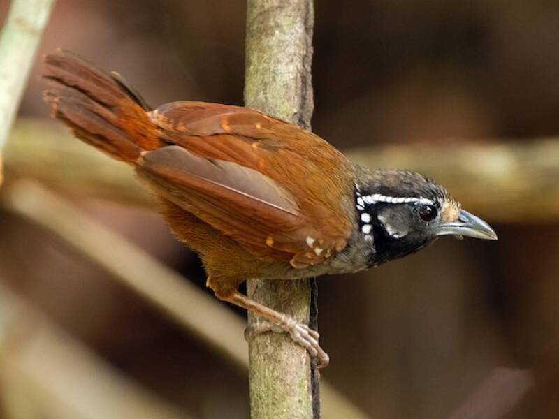 White-necked Babbler, Photos 2