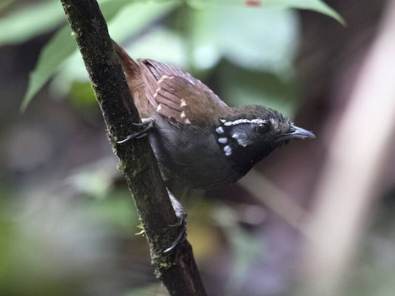 White-necked Babbler, Photos 3