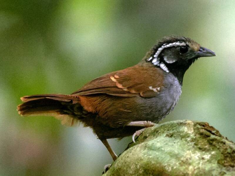White-necked Babbler, Photos 4