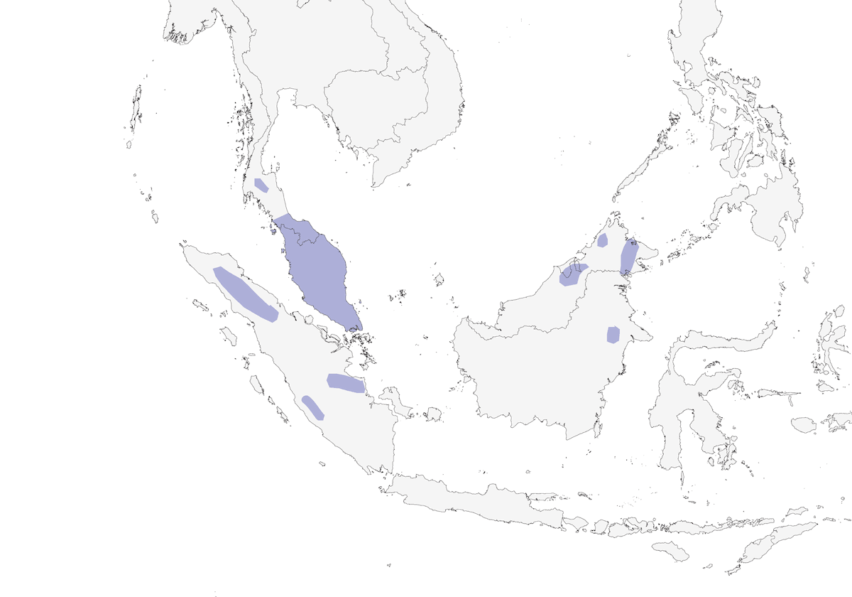 White-necked Babbler, Distribution 1