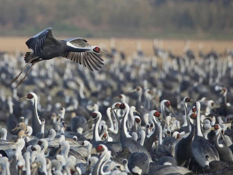 White-naped Crane, Photos 4