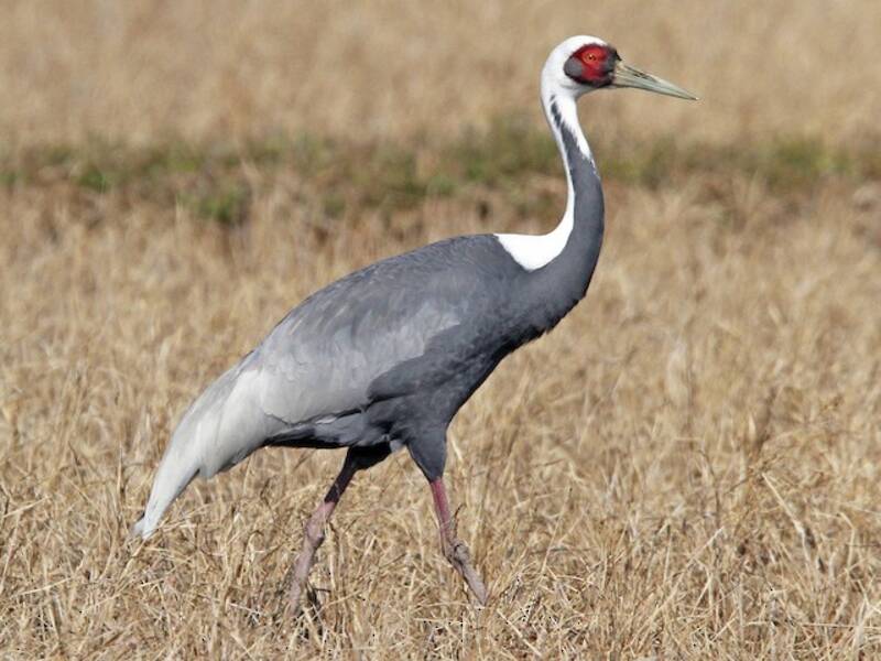 White-naped Crane, Photos 3
