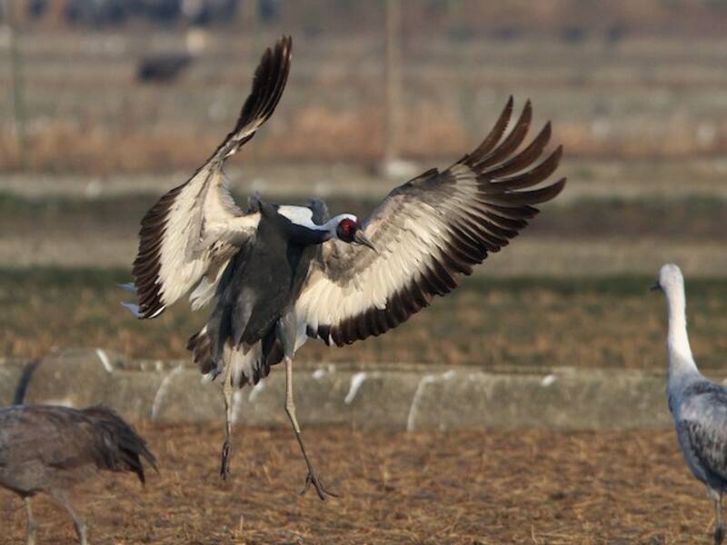 White-naped Crane, Photos 2