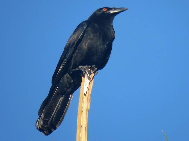 White-necked Crow, Photos 4