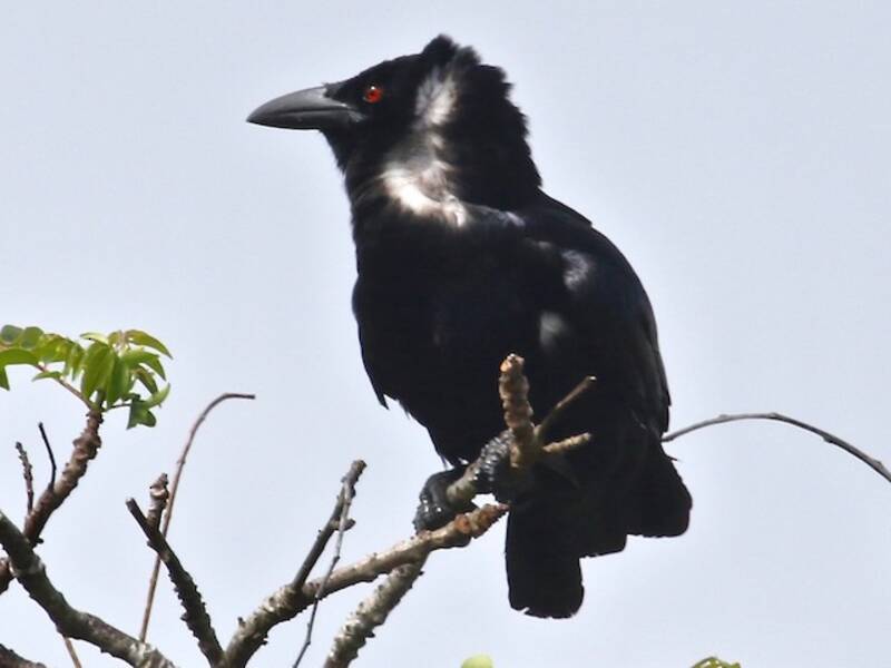 White-necked Crow, Photos 2