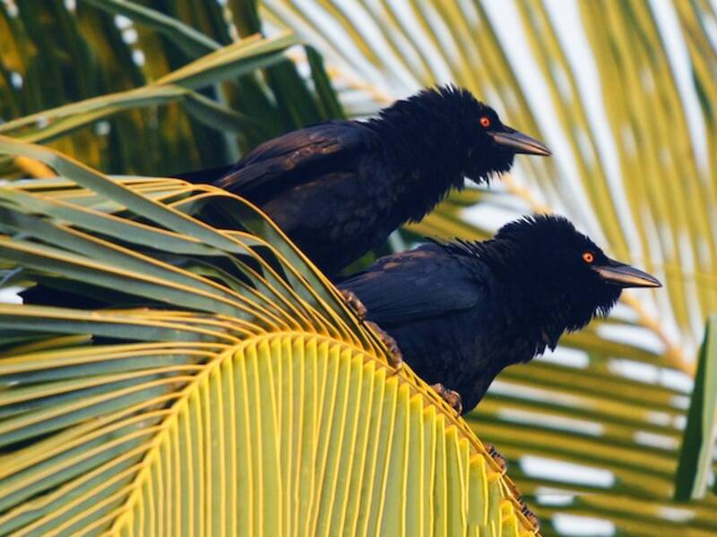 White-necked Crow, Photos 3