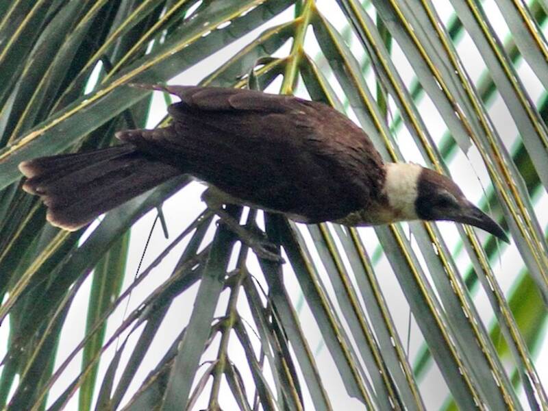 White-naped Friarbird, 照片 3