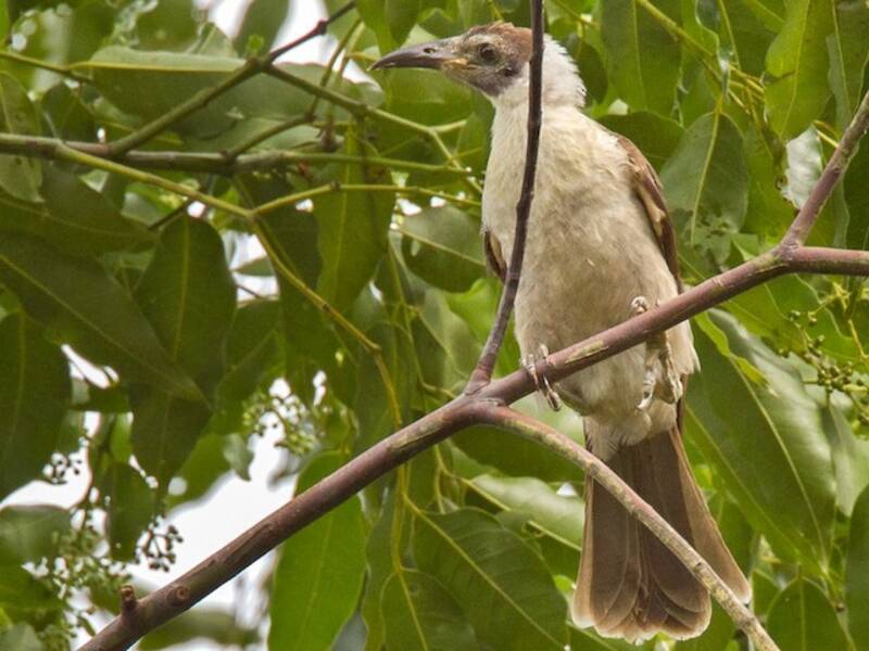 White-naped Friarbird, 照片 2