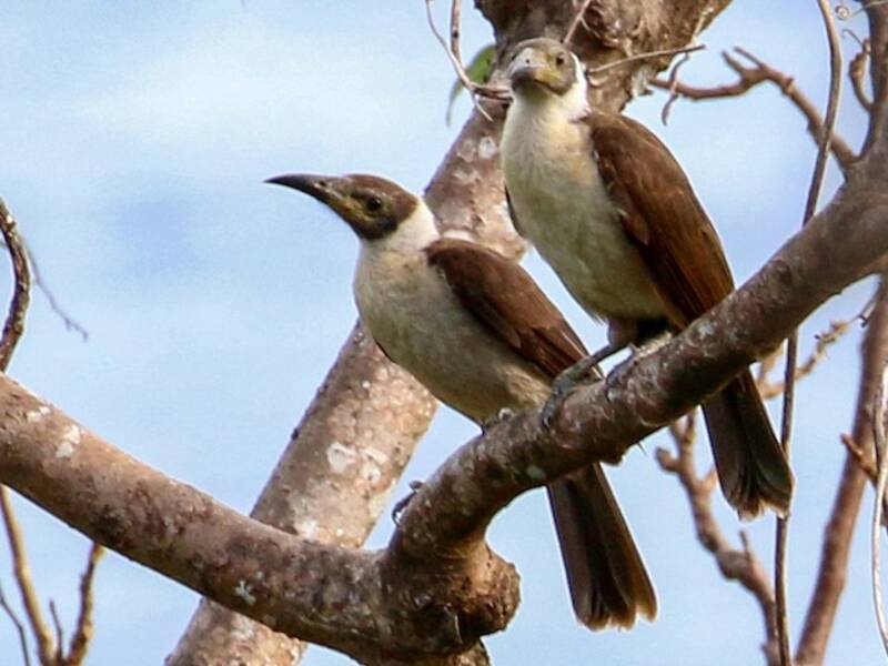 White-naped Friarbird, 照片 4