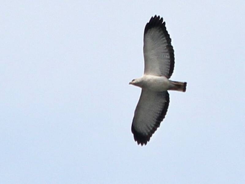 White-necked Hawk