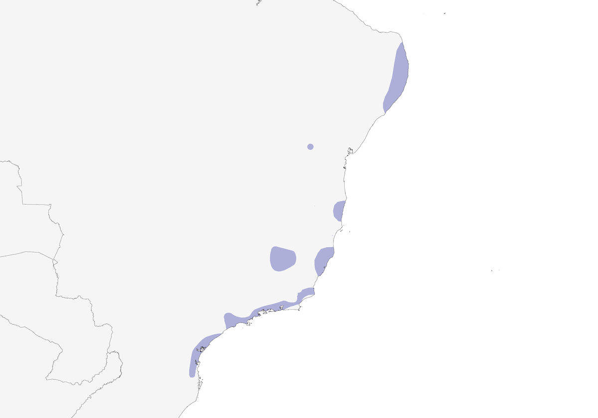 Poiana dal collo bianco, Distribuzione 1