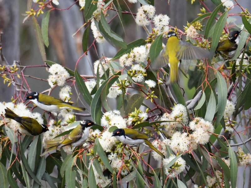 White-naped Honeyeater
