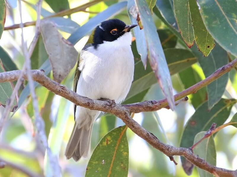 White-naped Honeyeater, Photos 4