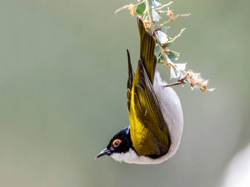 White-naped Honeyeater, Photos 3