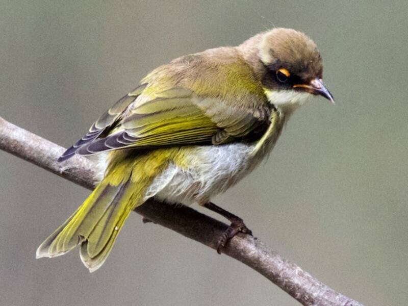 White-naped Honeyeater, Photos 2