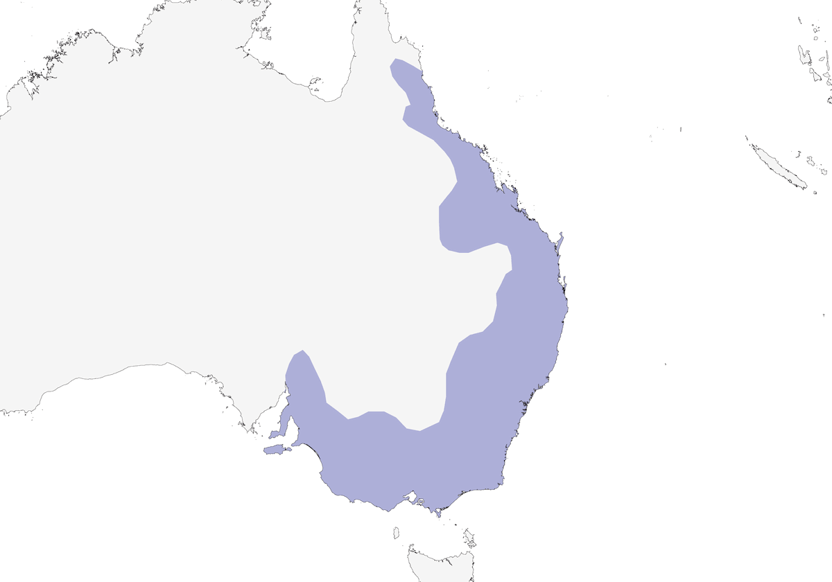 White-naped Honeyeater, Distribution 1