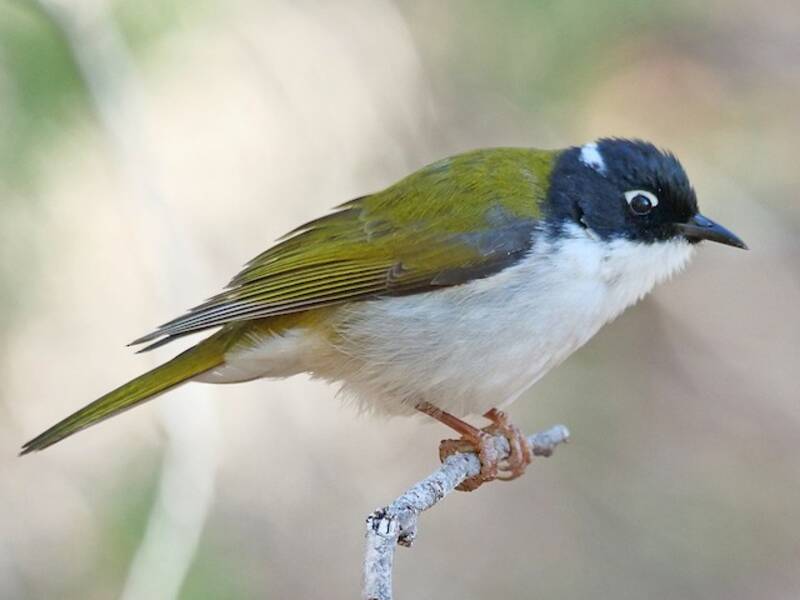 Gilbert's Honeyeater, Photos 4