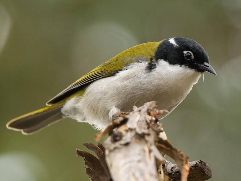 Gilbert's Honeyeater, Photos 2