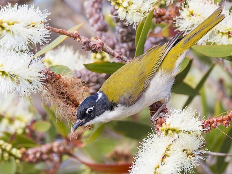 Gilbert's Honeyeater, Photos 3
