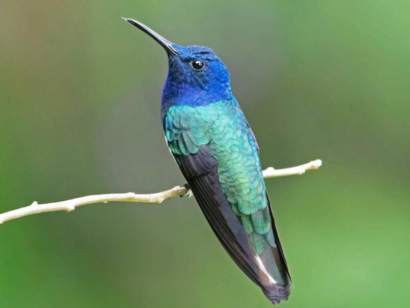 White-necked Jacobin, 照片 4